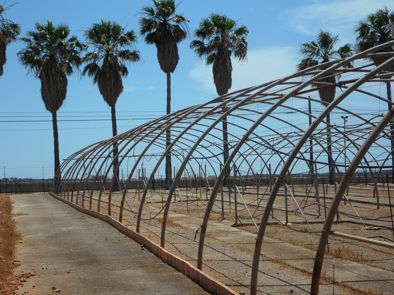 palm trees old greenhouses greenhouses free photo