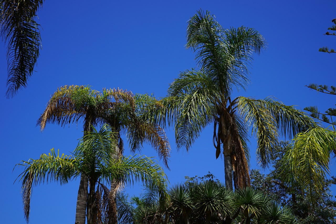 palm trees tree palm tree free photo