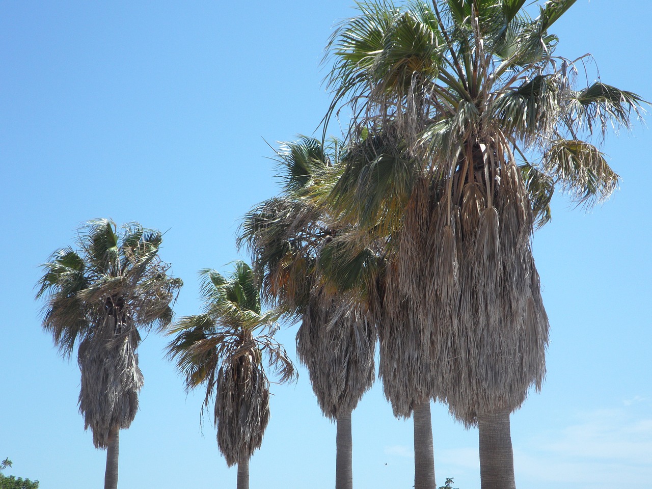 palm trees tropical mediterranean free photo