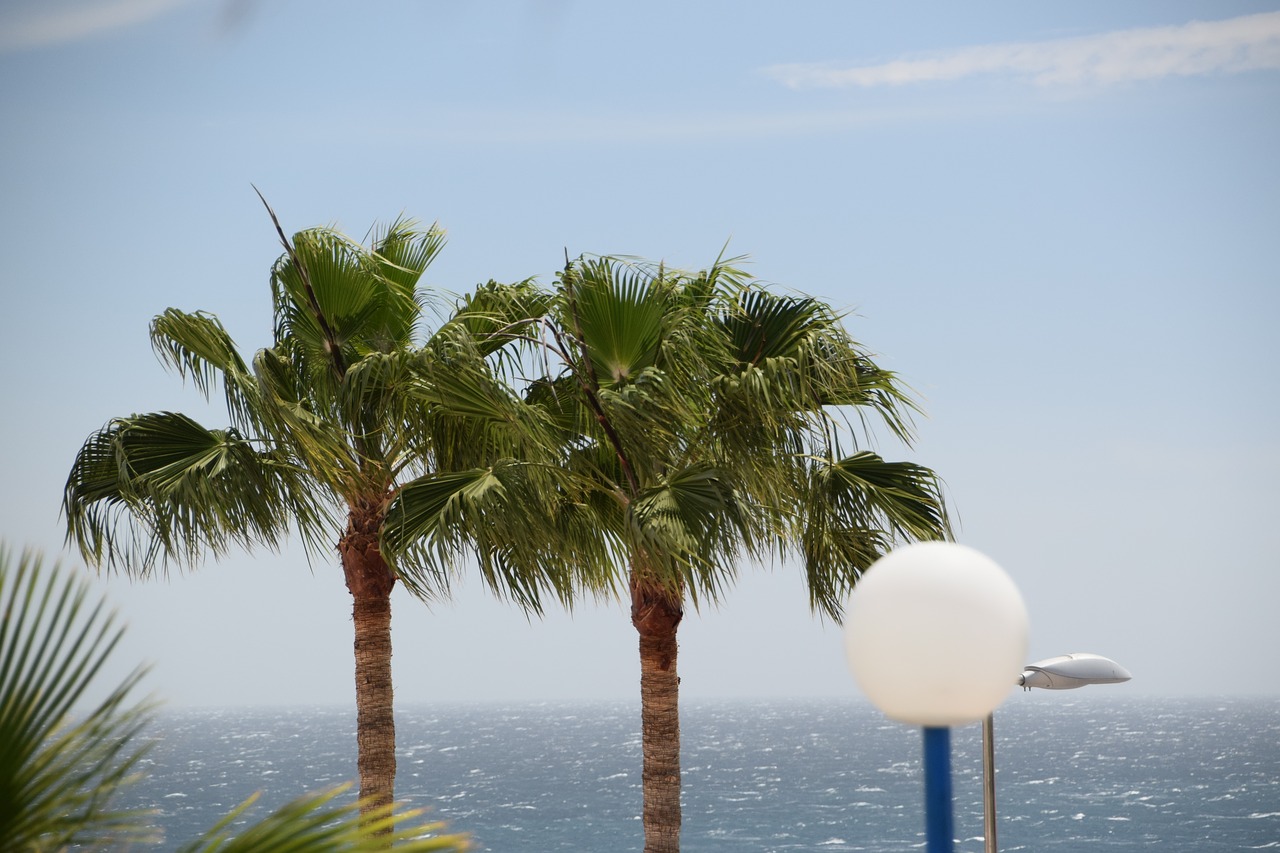 palm trees  spain  gran canaria free photo