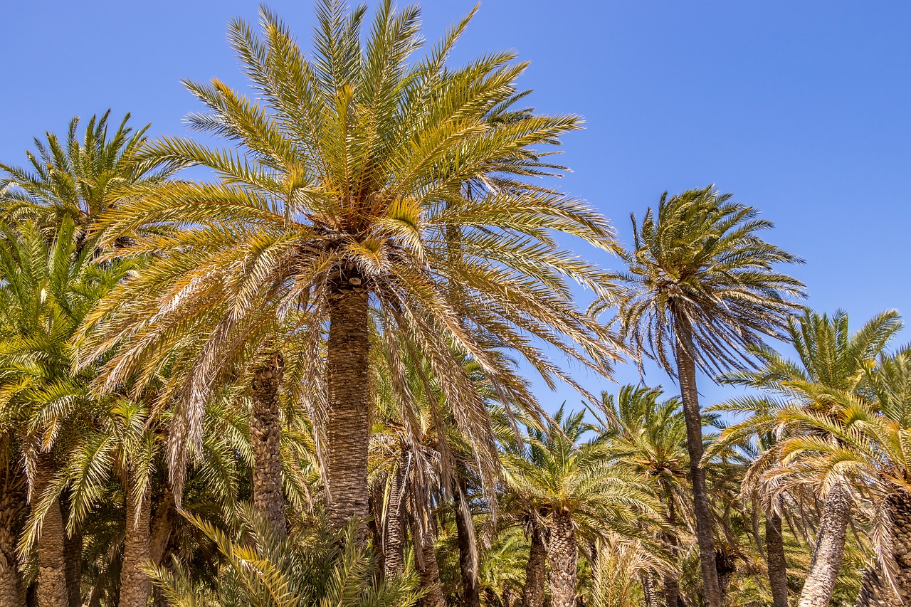 palm trees  greece  crete free photo