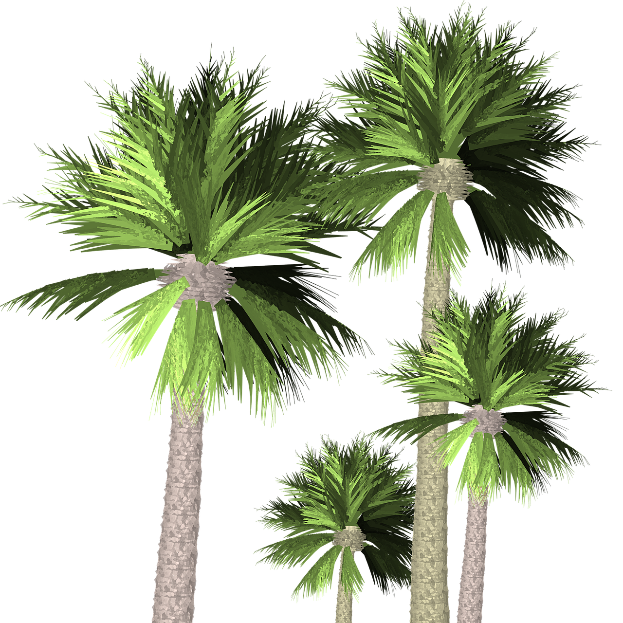 palm trees  transparent  nature free photo