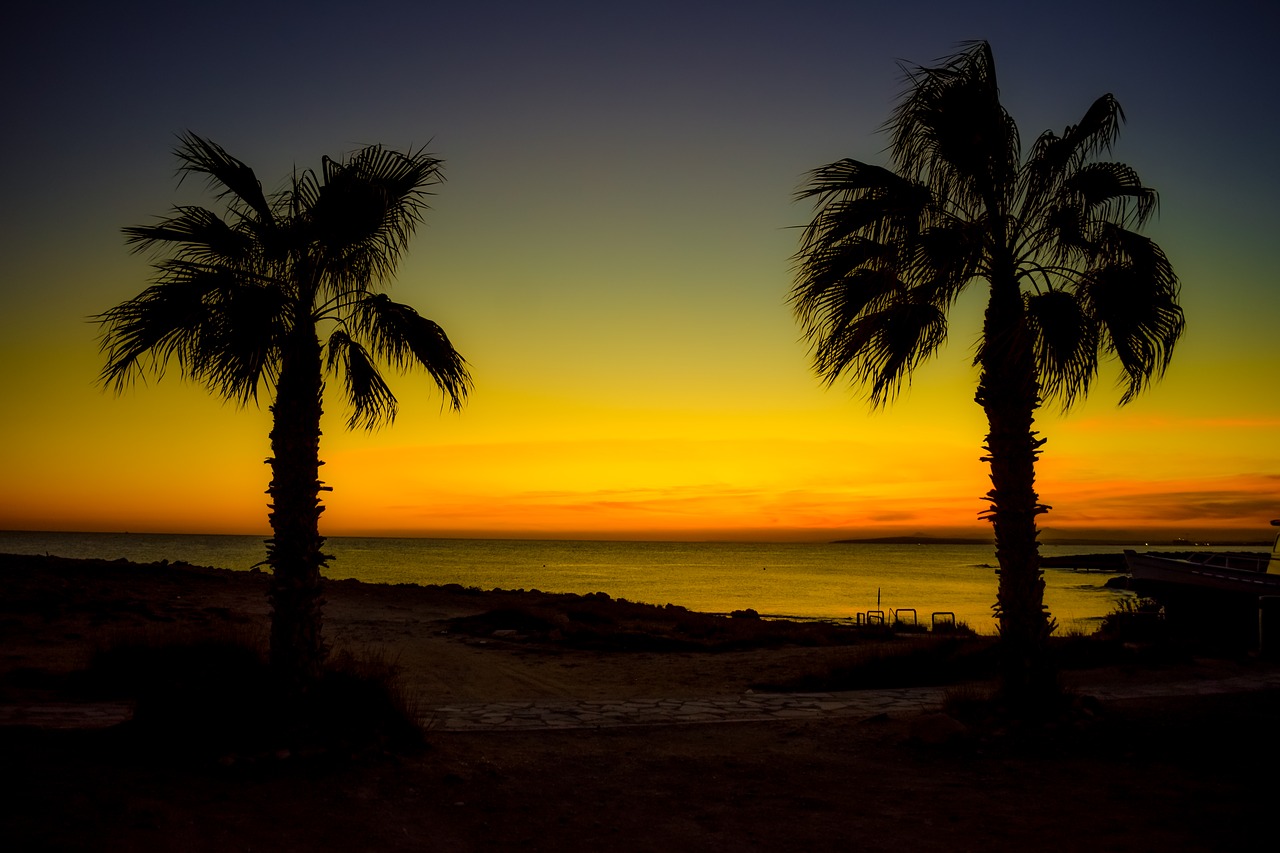 palm trees  twilight  sunset free photo