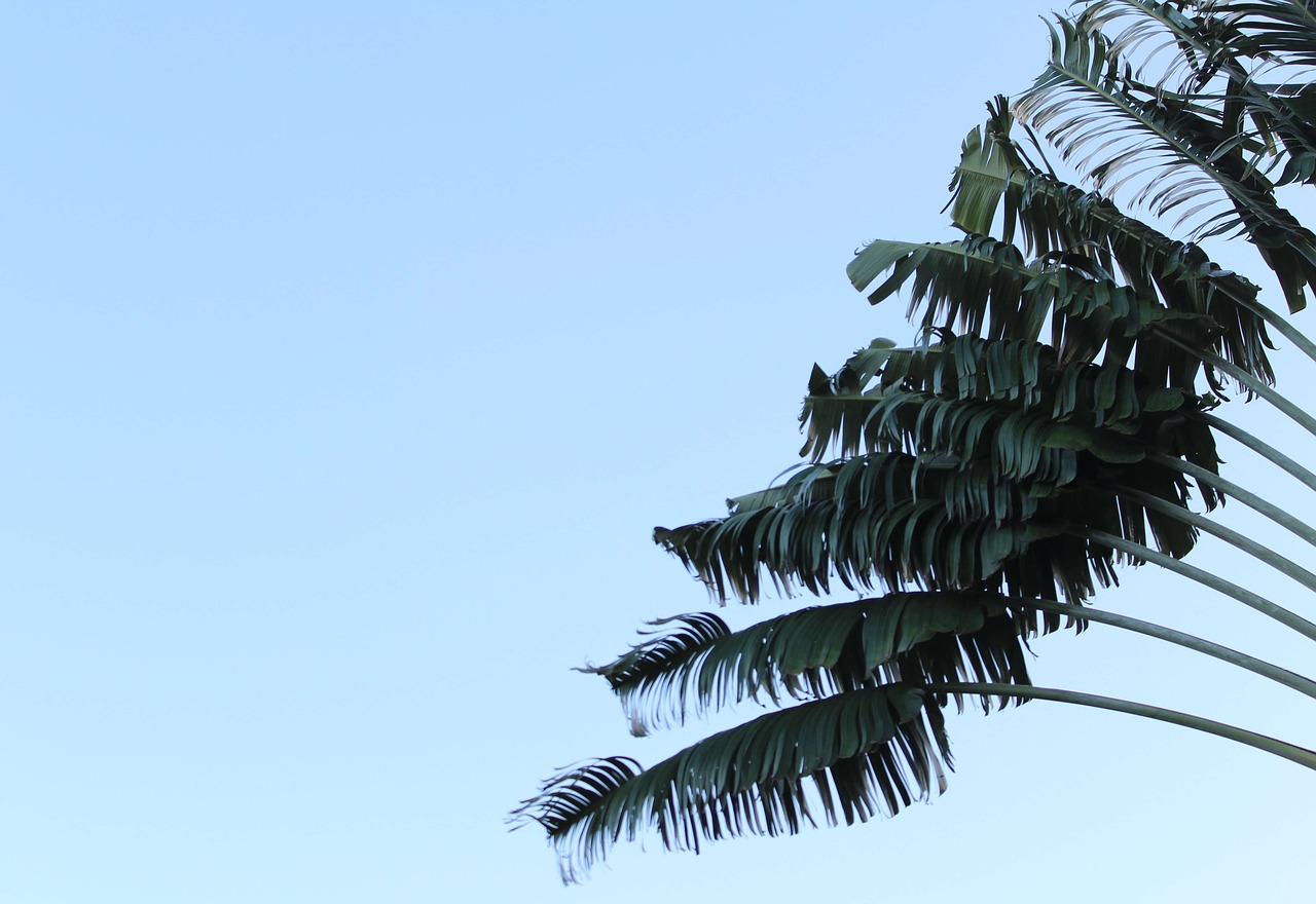 palm trees  palm  tropical free photo