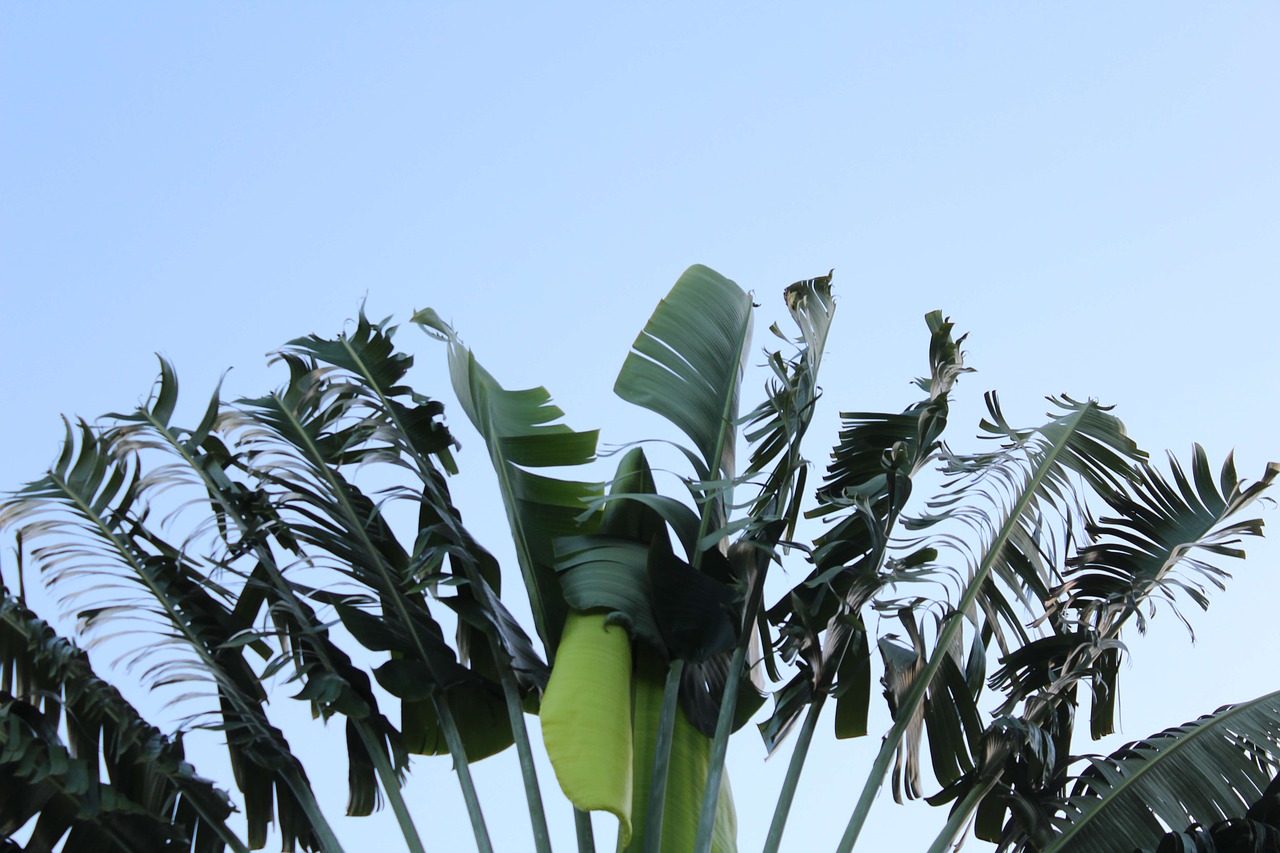 palm trees  palm  tropical free photo