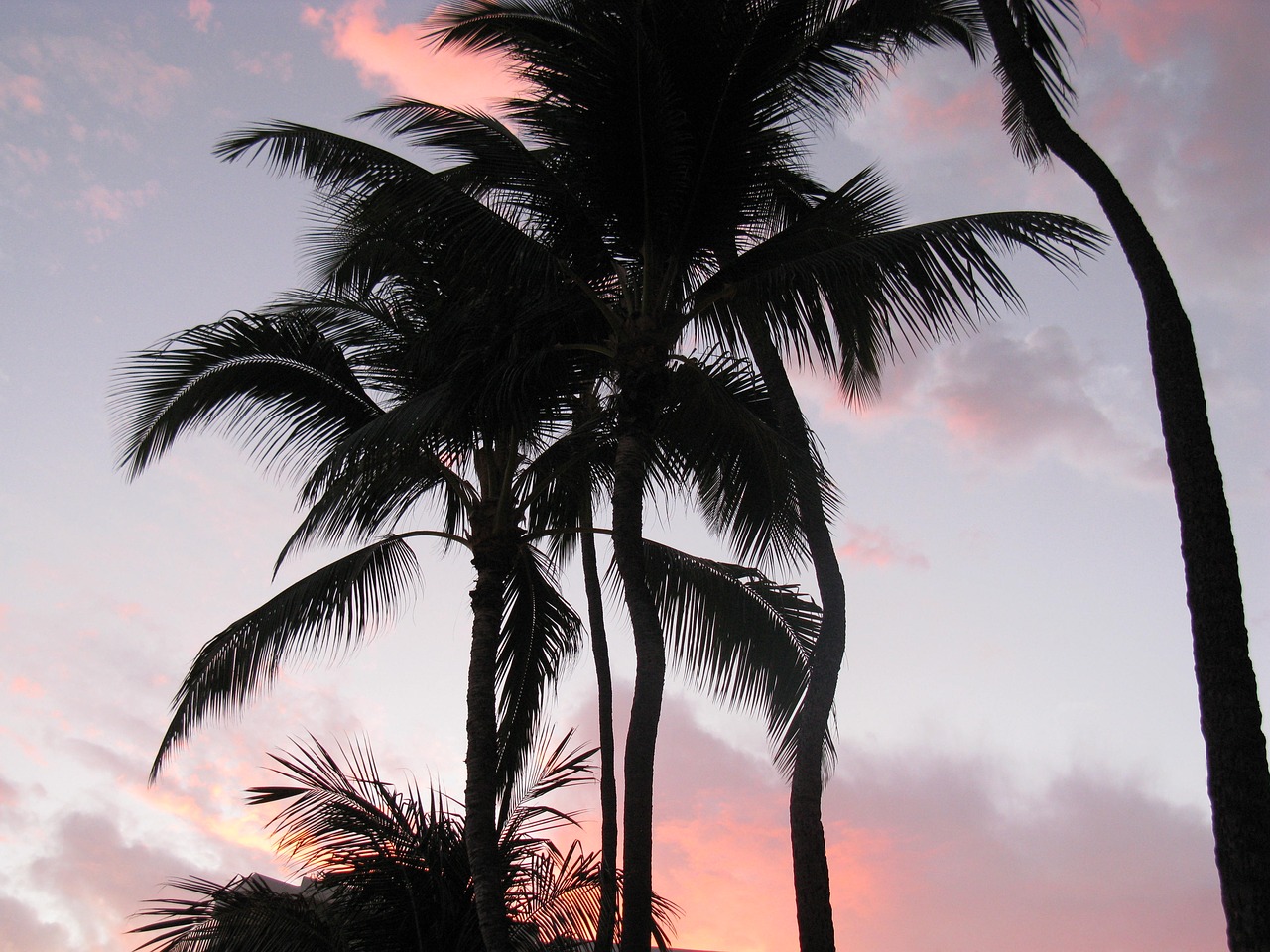 palm trees  pink sky  hawaii free photo