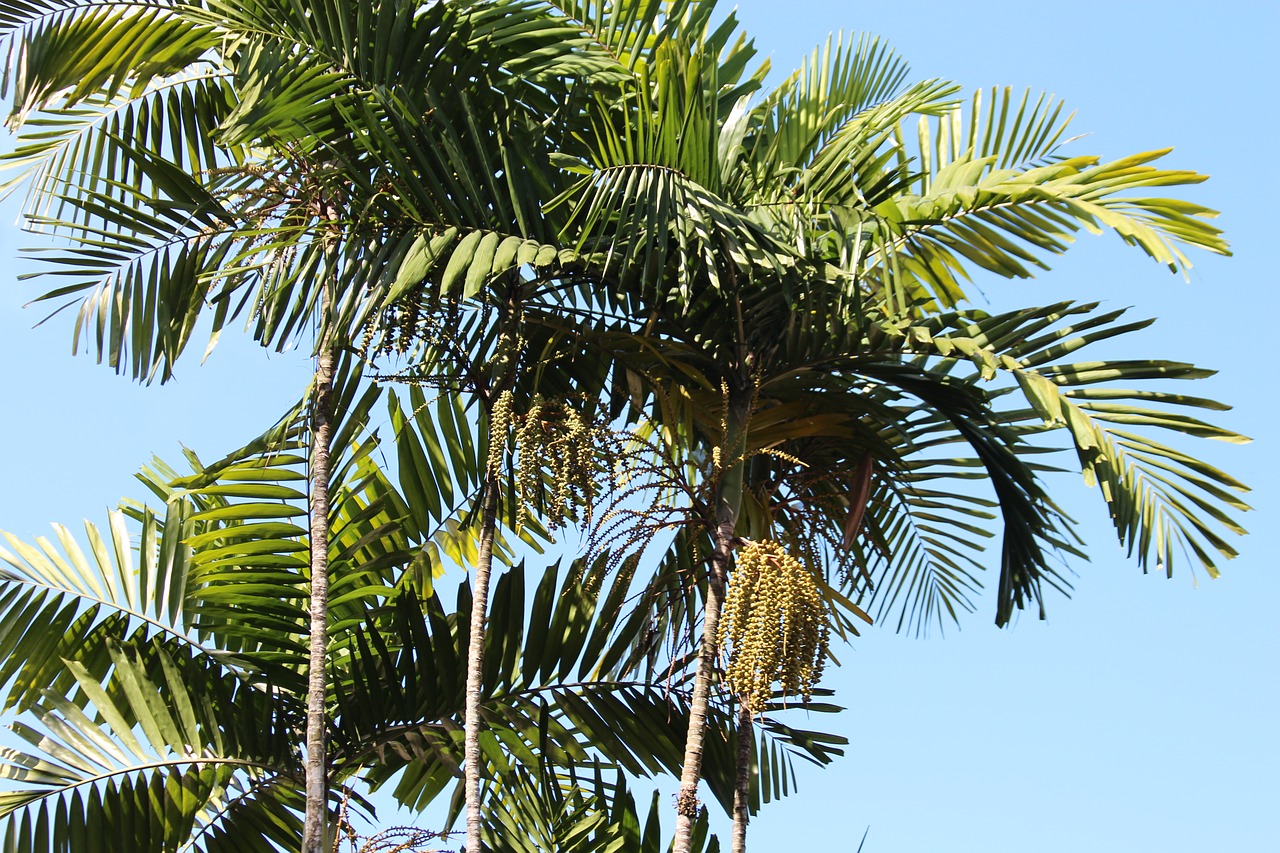 palm trees  sky  summer free photo