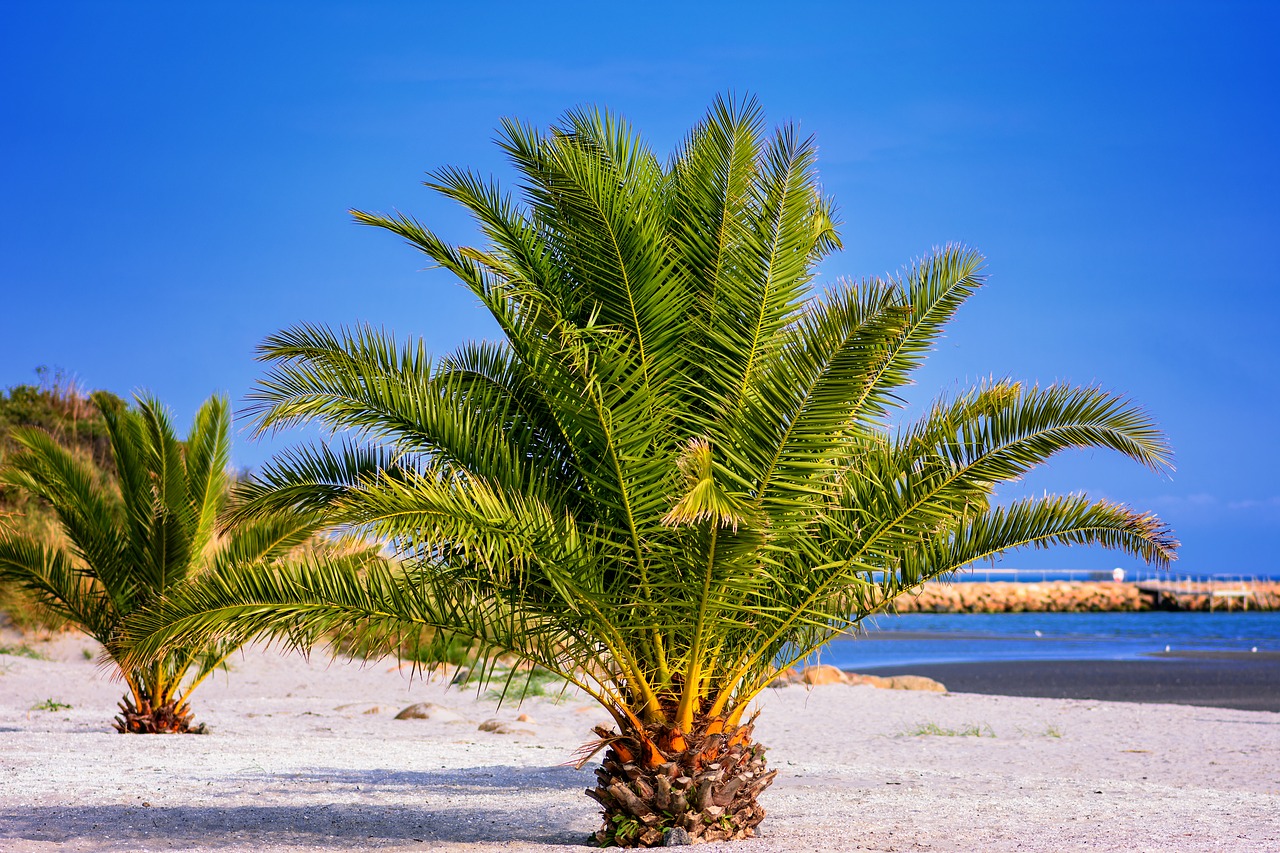 palm trees  beach  north sea free photo