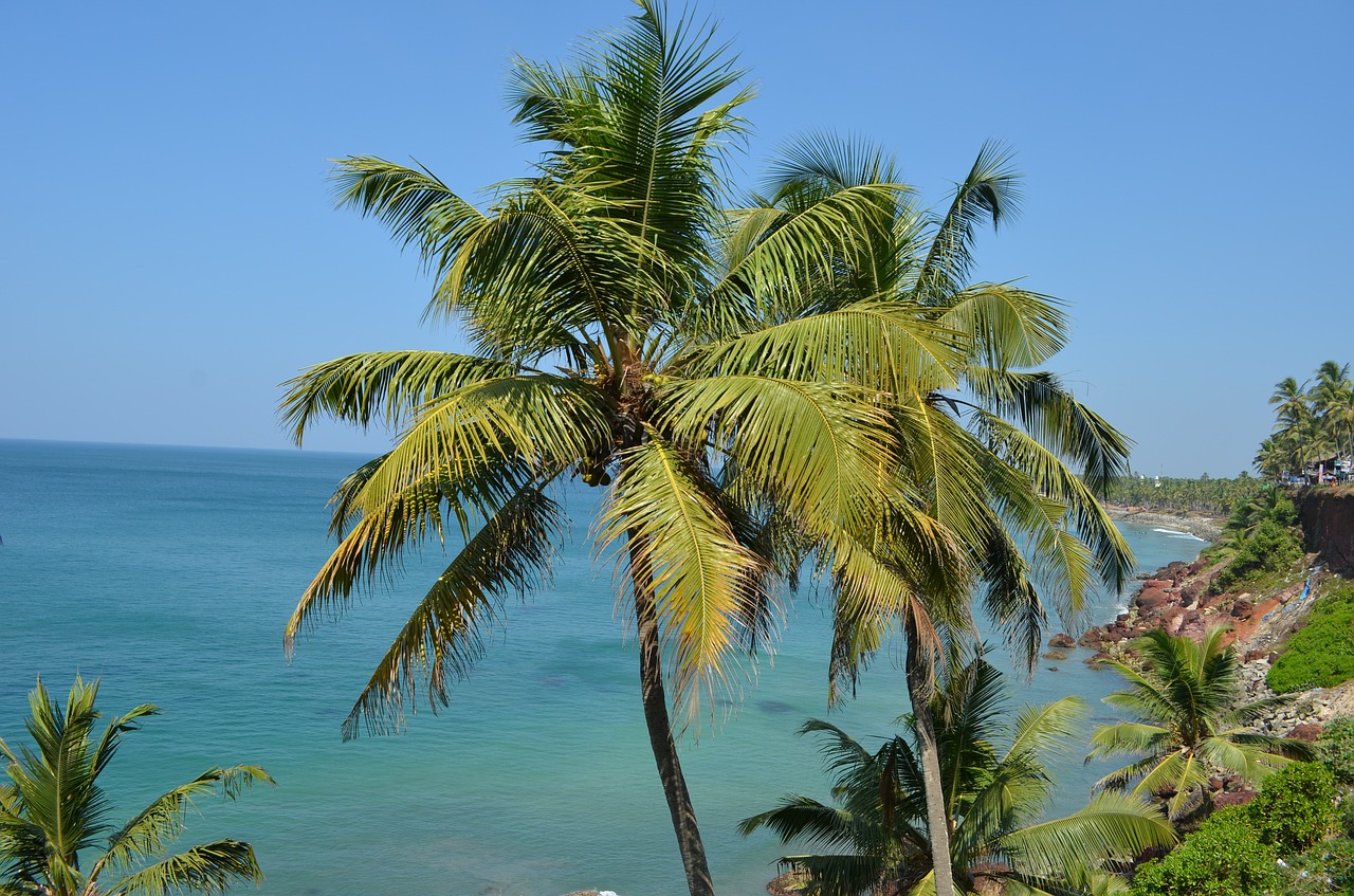 palm trees palms tropical free photo