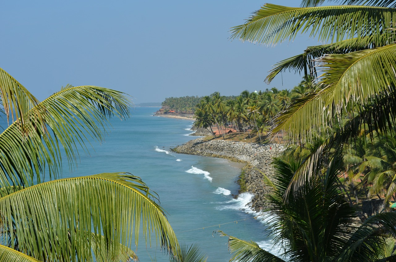 palm trees palms tropical free photo