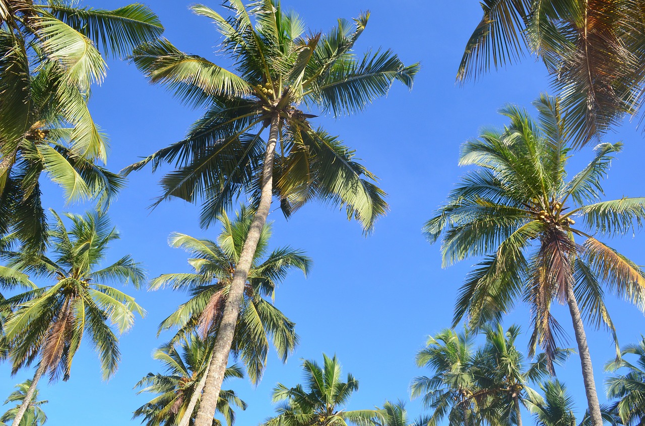 palm trees palms tropical free photo