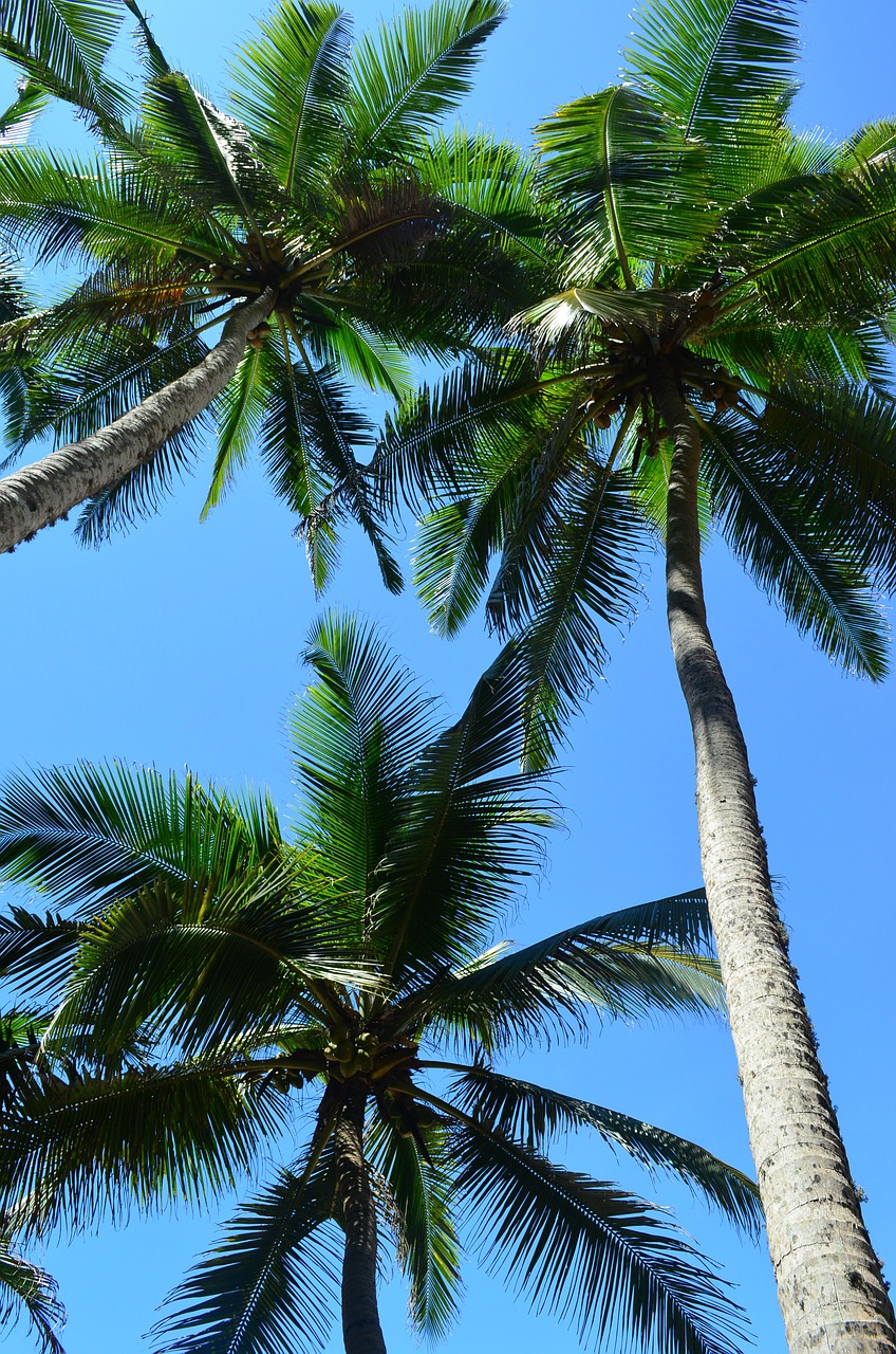 palm trees palms tropical free photo