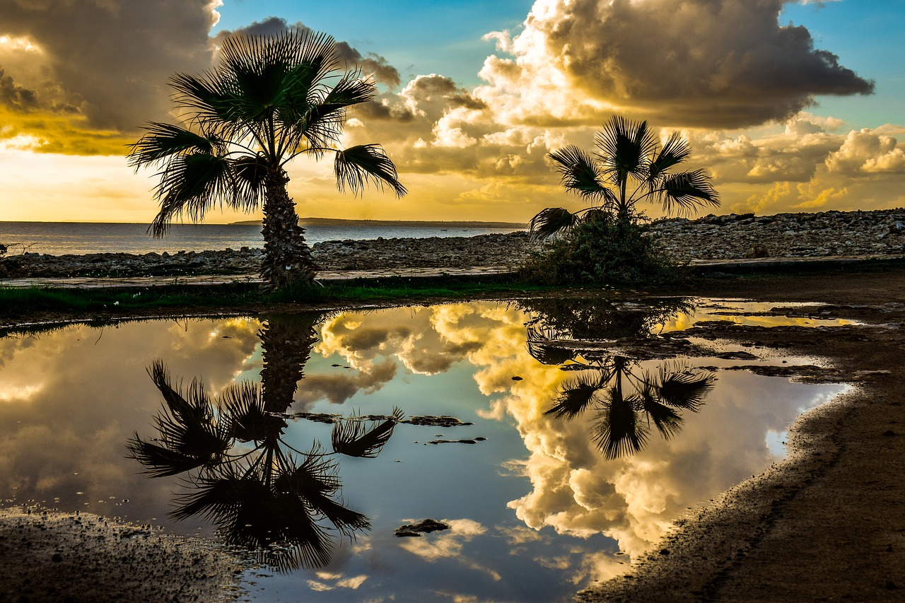 palm trees  sky  clouds free photo