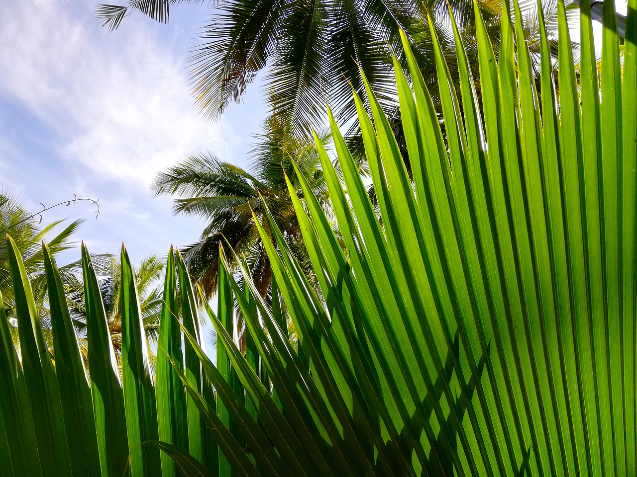 palm trees  sky  tropical free photo