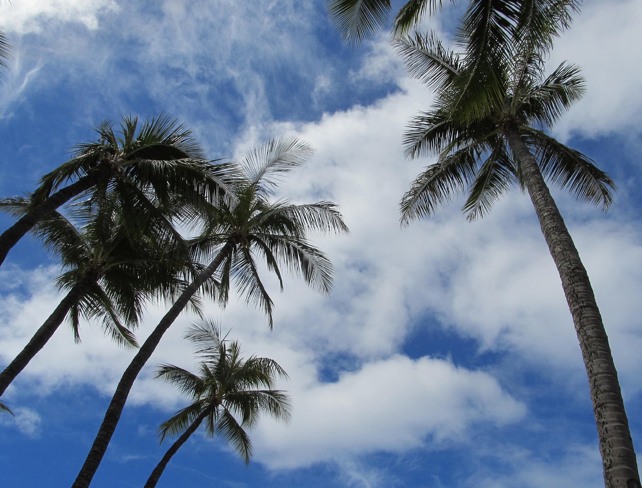 palm trees  palms  clouds free photo