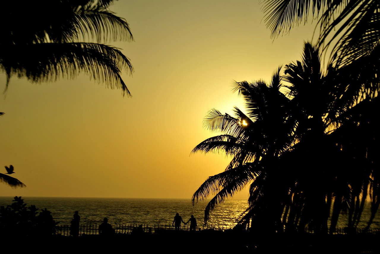 palm trees sunset silhouettes free photo