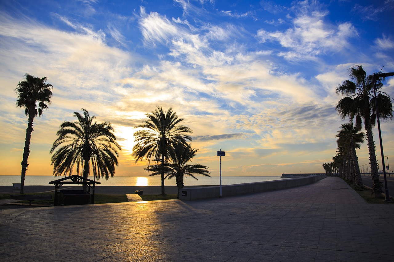 palm trees  the sun  beach free photo