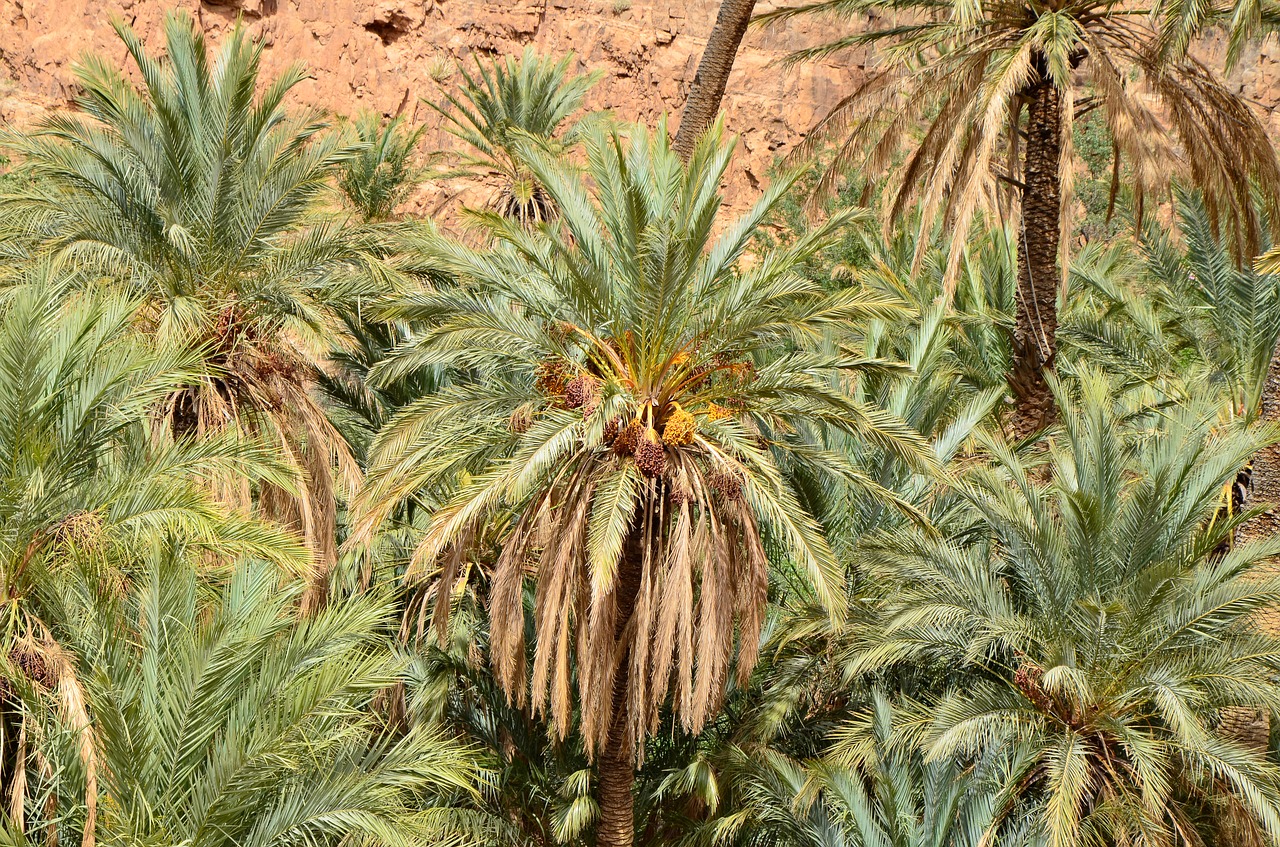 palm trees  desert  oasis free photo