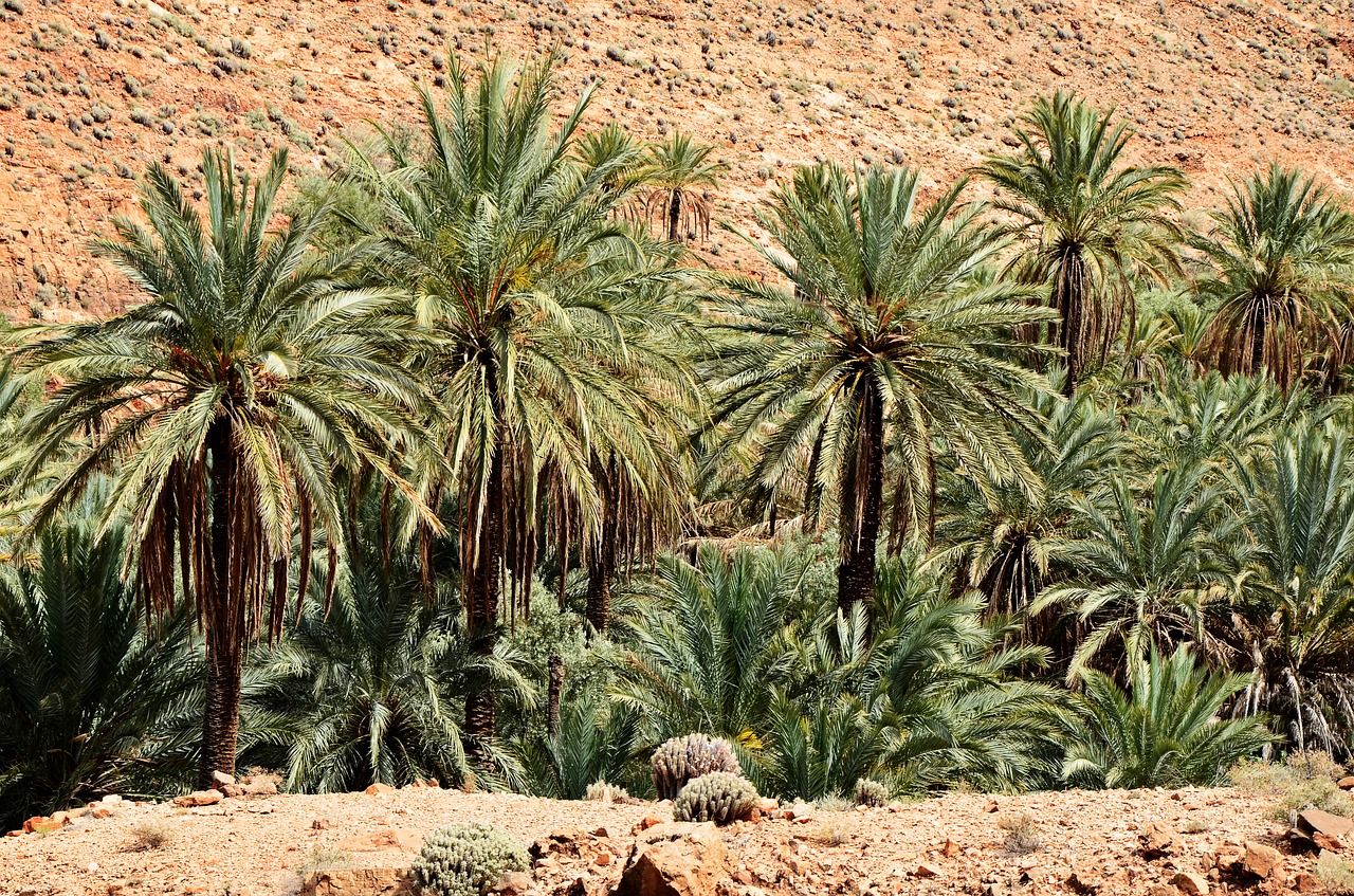 palm trees  morocco  marrakech free photo