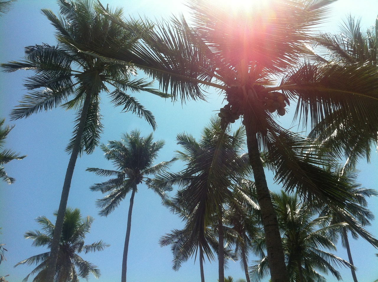 palm trees beach thailand free photo