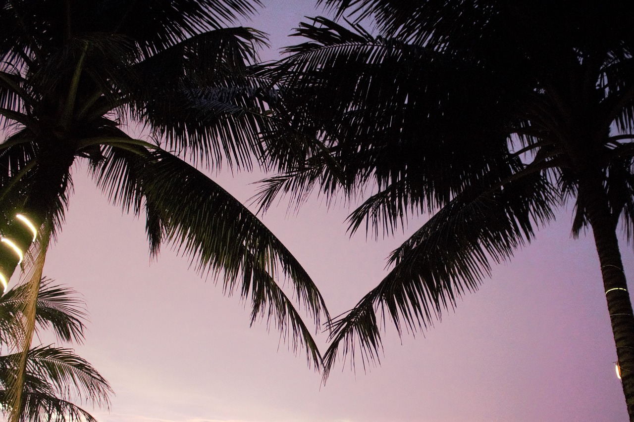 palm trees  love  romantic free photo