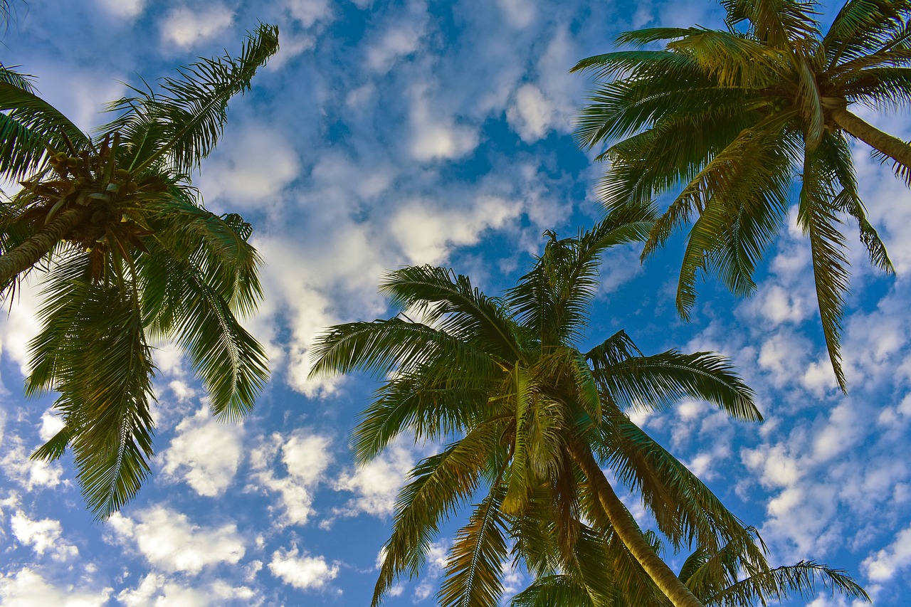 palm trees  sky  clouds free photo