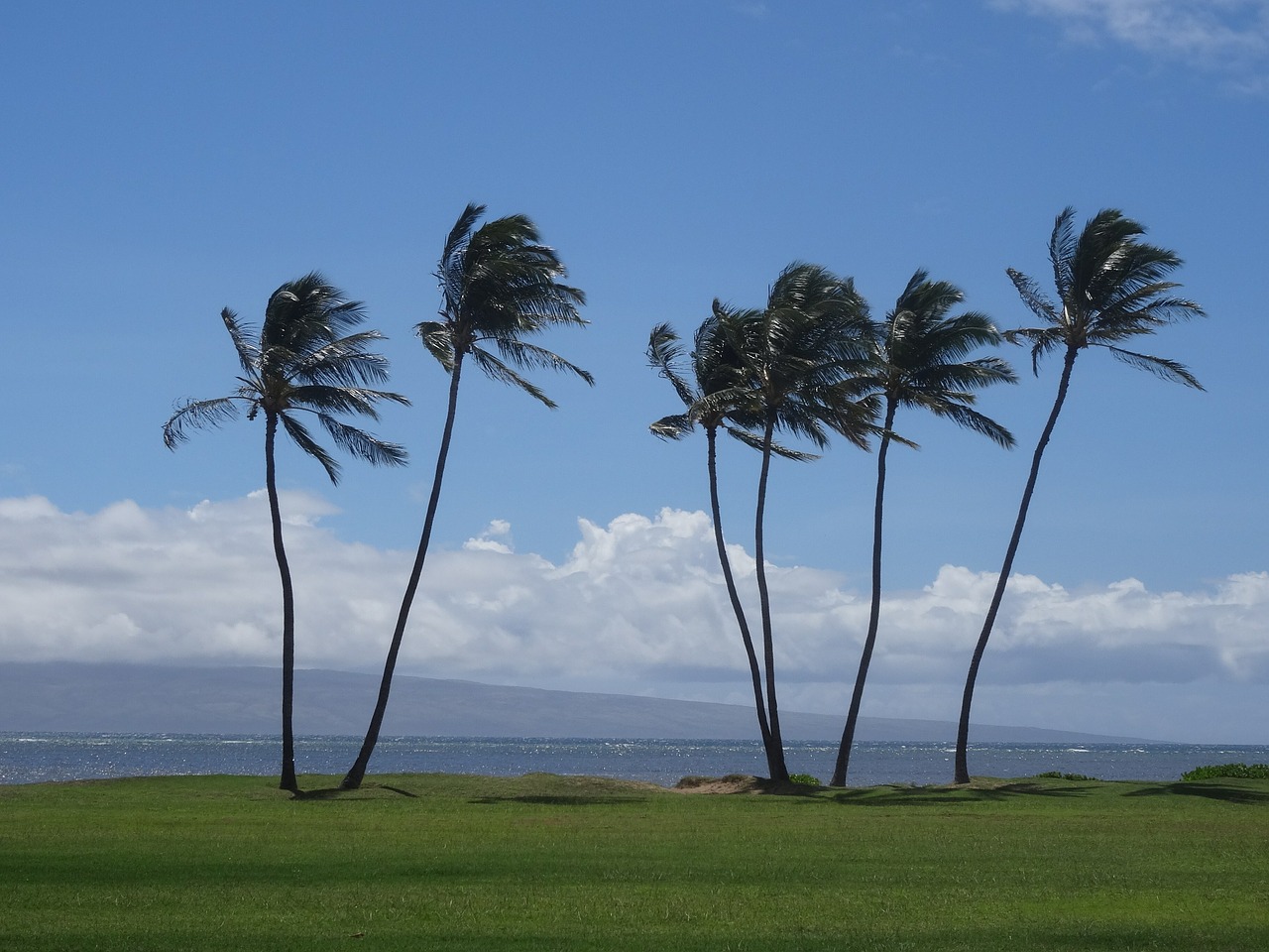 palm trees hawaii holiday free photo