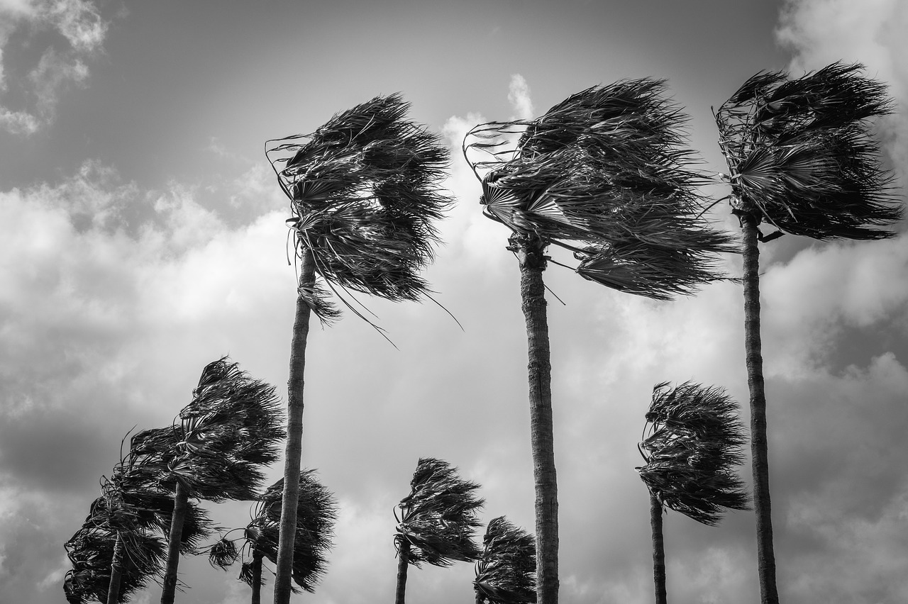 palm trees  wind  windy free photo