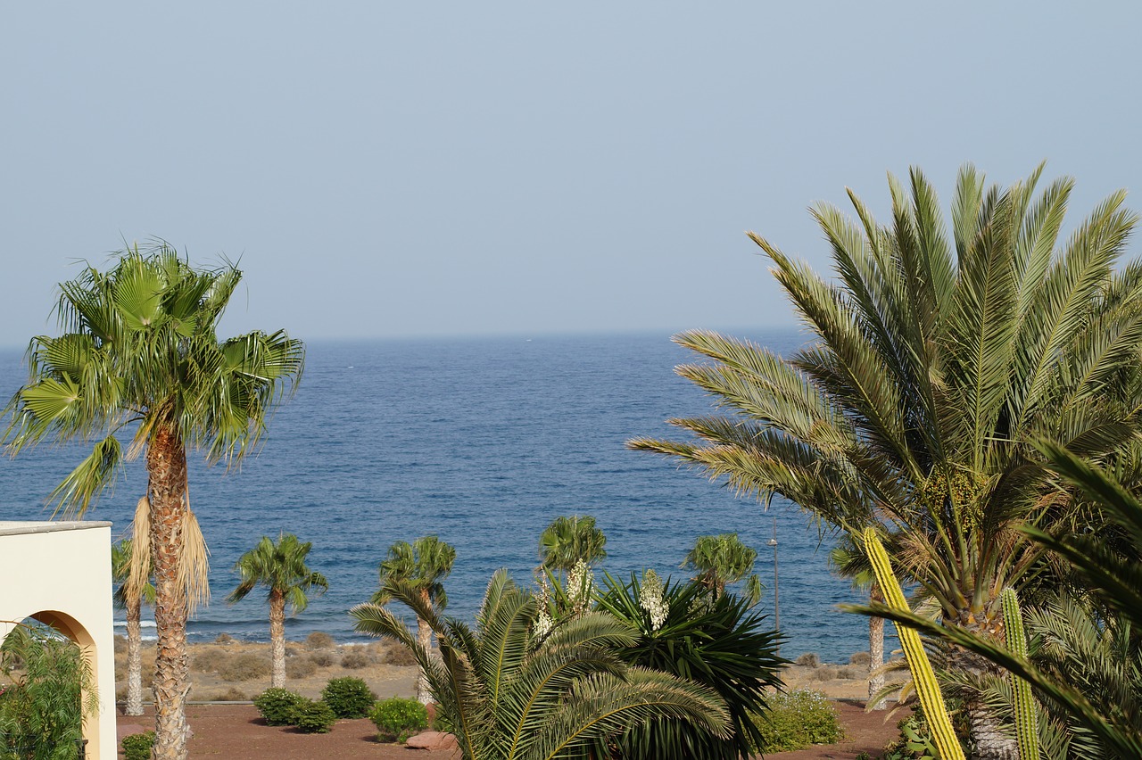 palm trees  sea  summer free photo