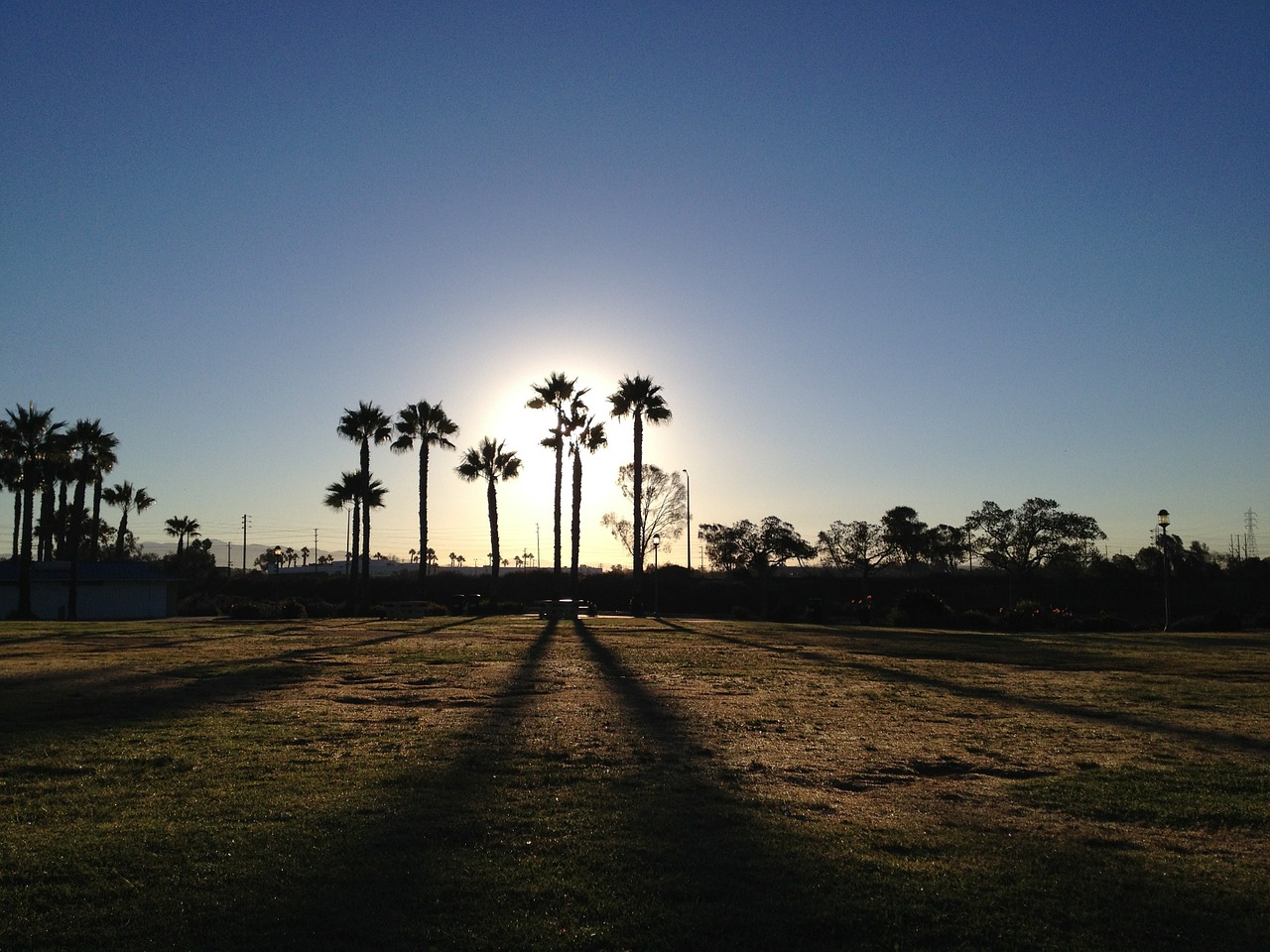 palm trees california palm free photo