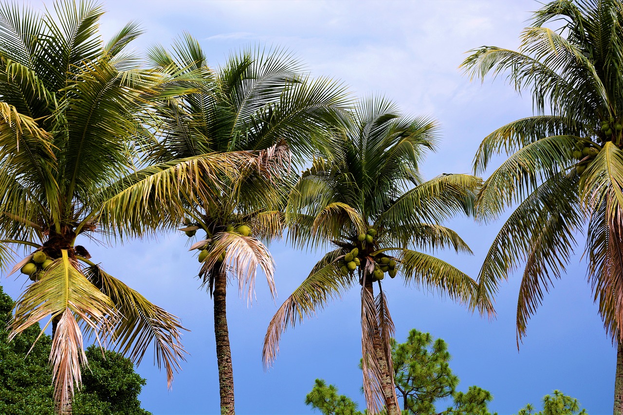 palm trees  coconut trees  coconuts free photo