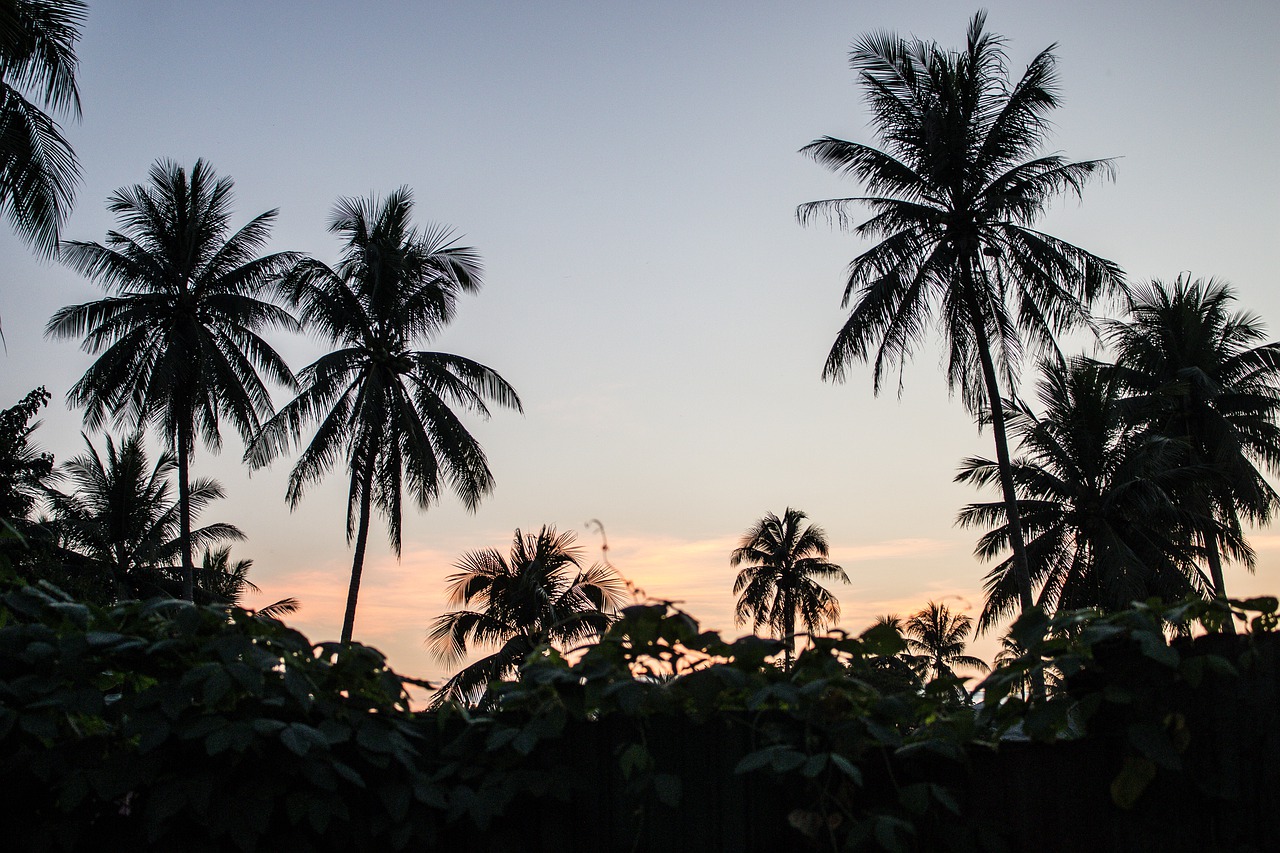 palm trees  paradise  horizon free photo