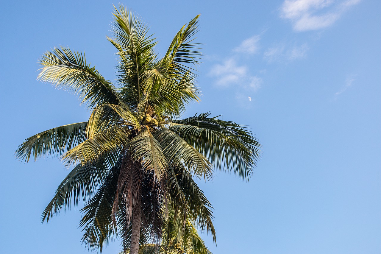 palm trees  paradise  sky free photo