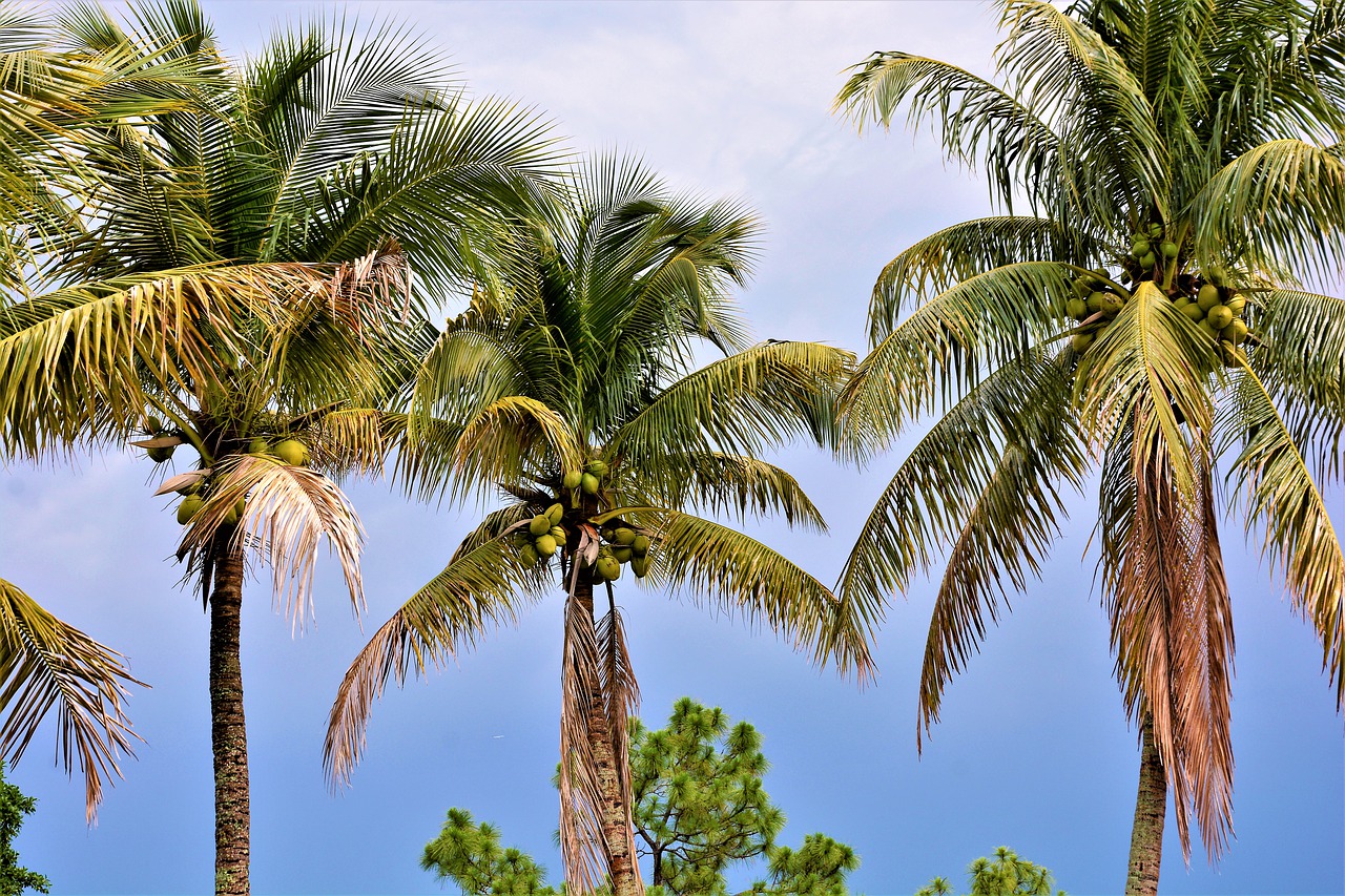 palm trees  coconut trees  coconuts free photo