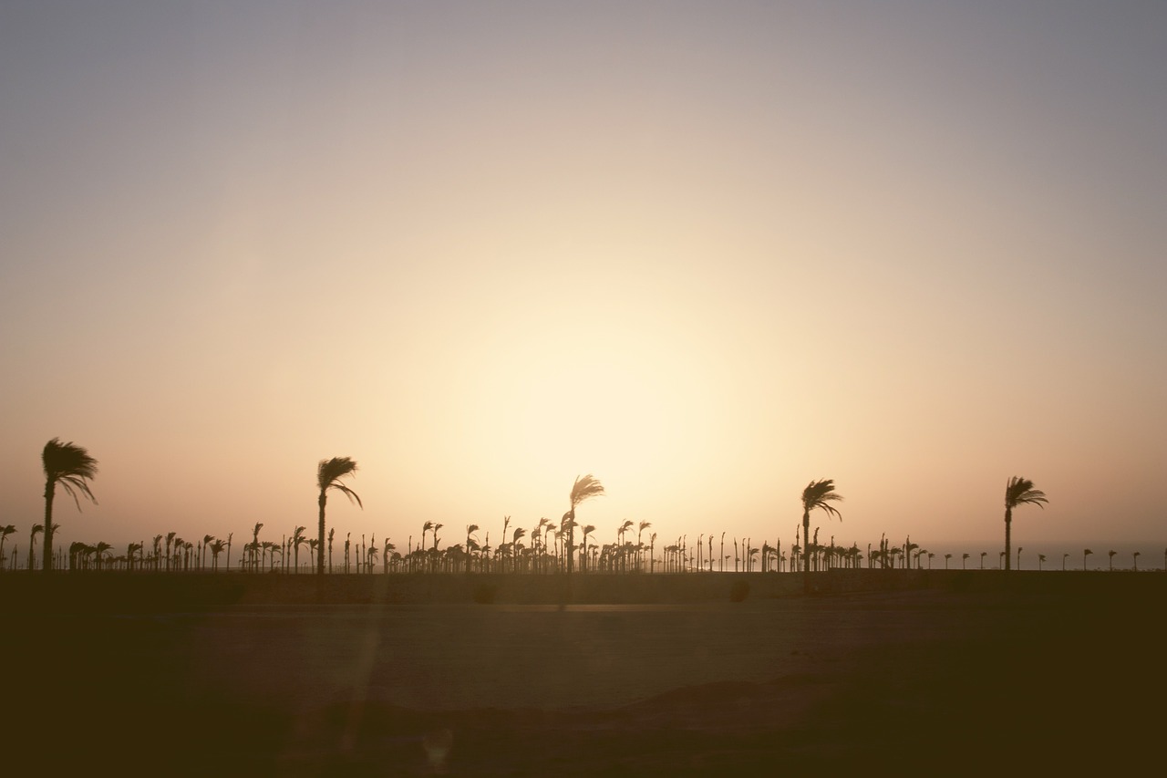 palm trees beach wind free photo