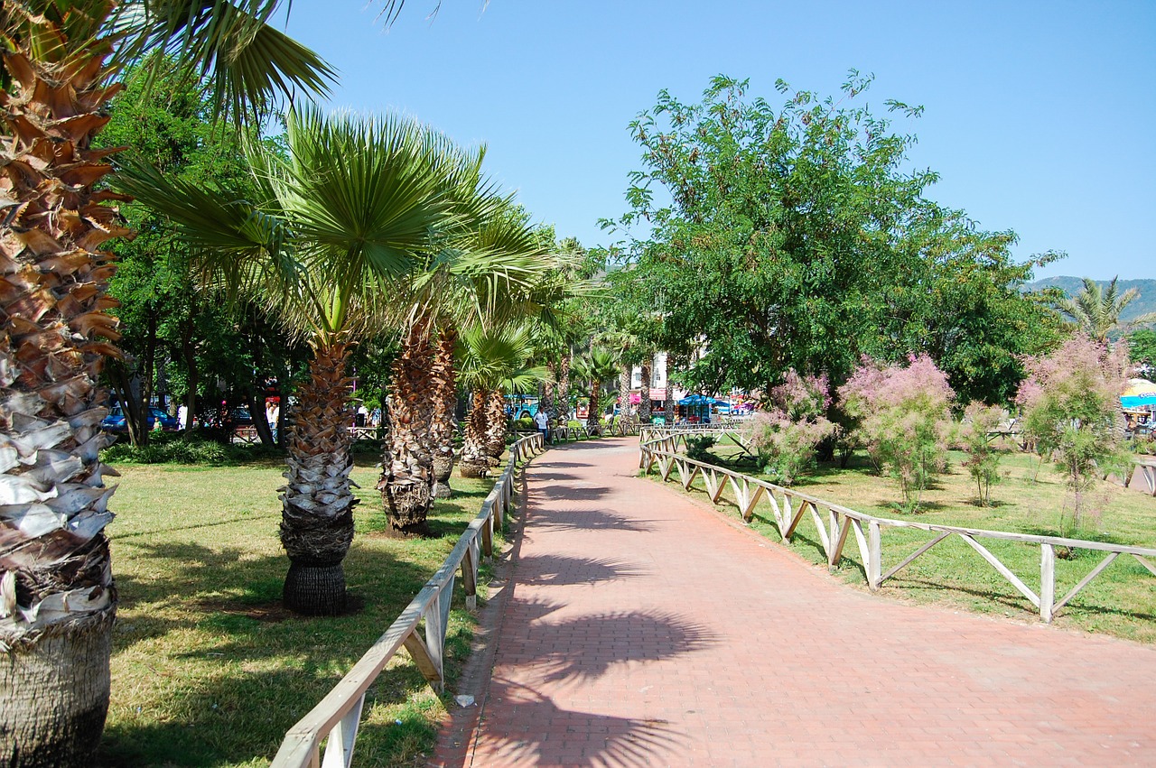 palm trees holidays holiday free photo