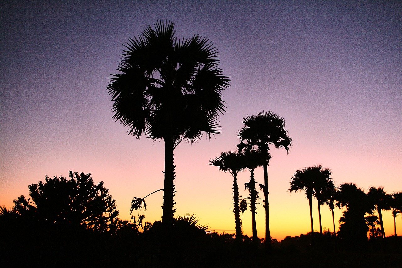 palm trees  sunset  tropical free photo