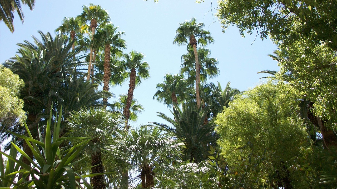 palm trees tree tropical free photo