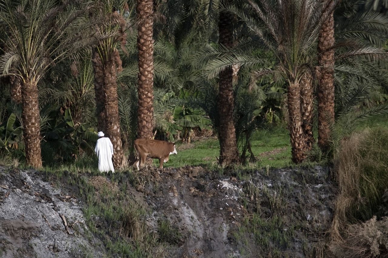 palm trees countryside egypt free photo