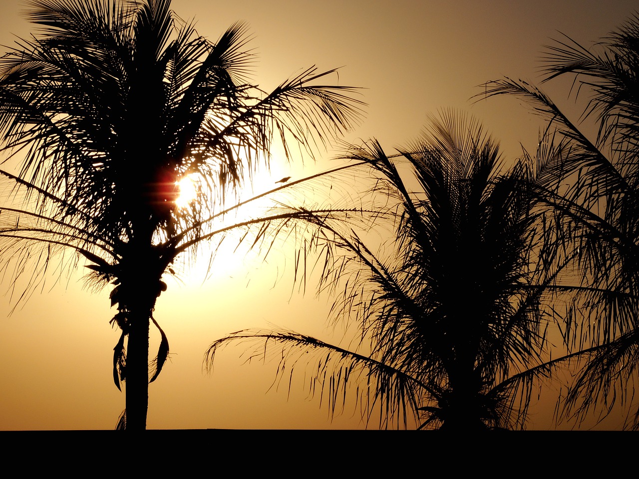 palm trees sol sunset free photo