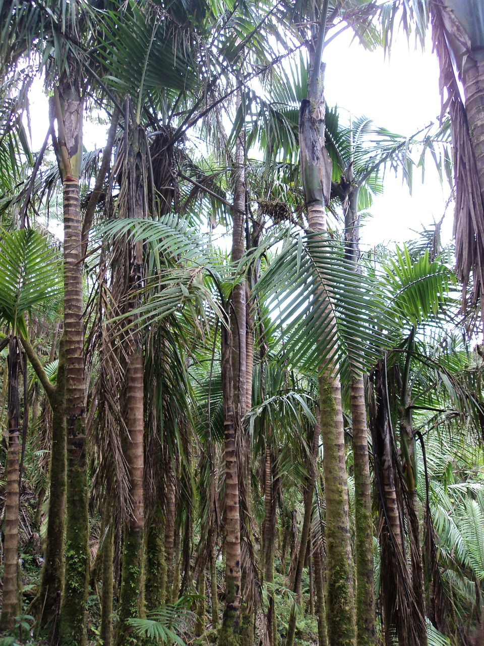 palm trees tropical palm free photo