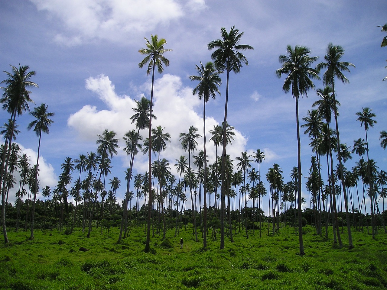 palm trees rießenpalmen samoa free photo