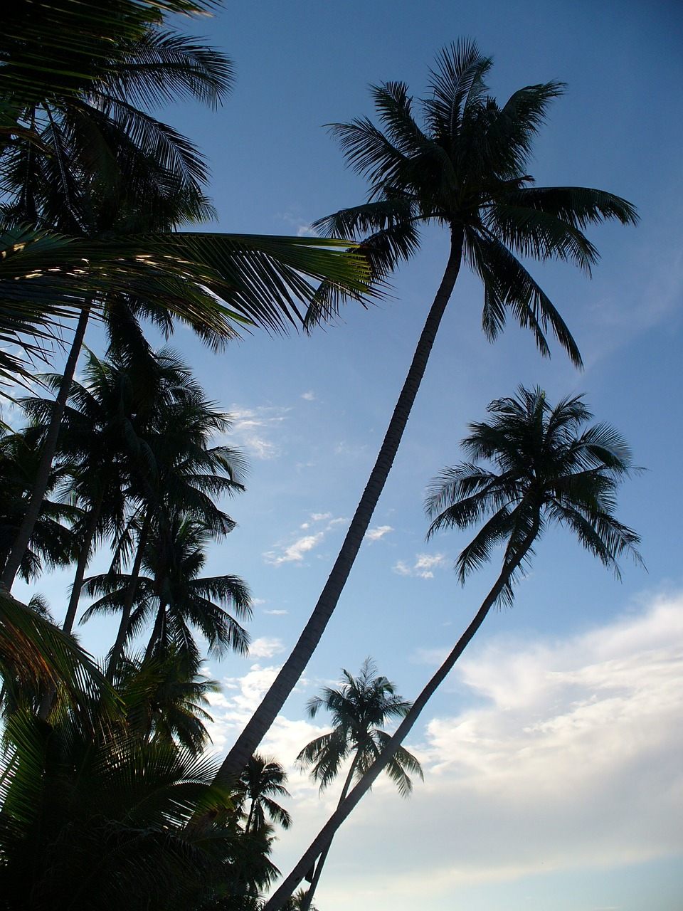 palm trees background tropics free photo