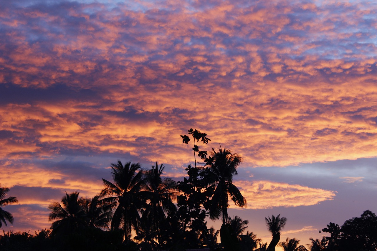 palm trees silhouettes nature free photo