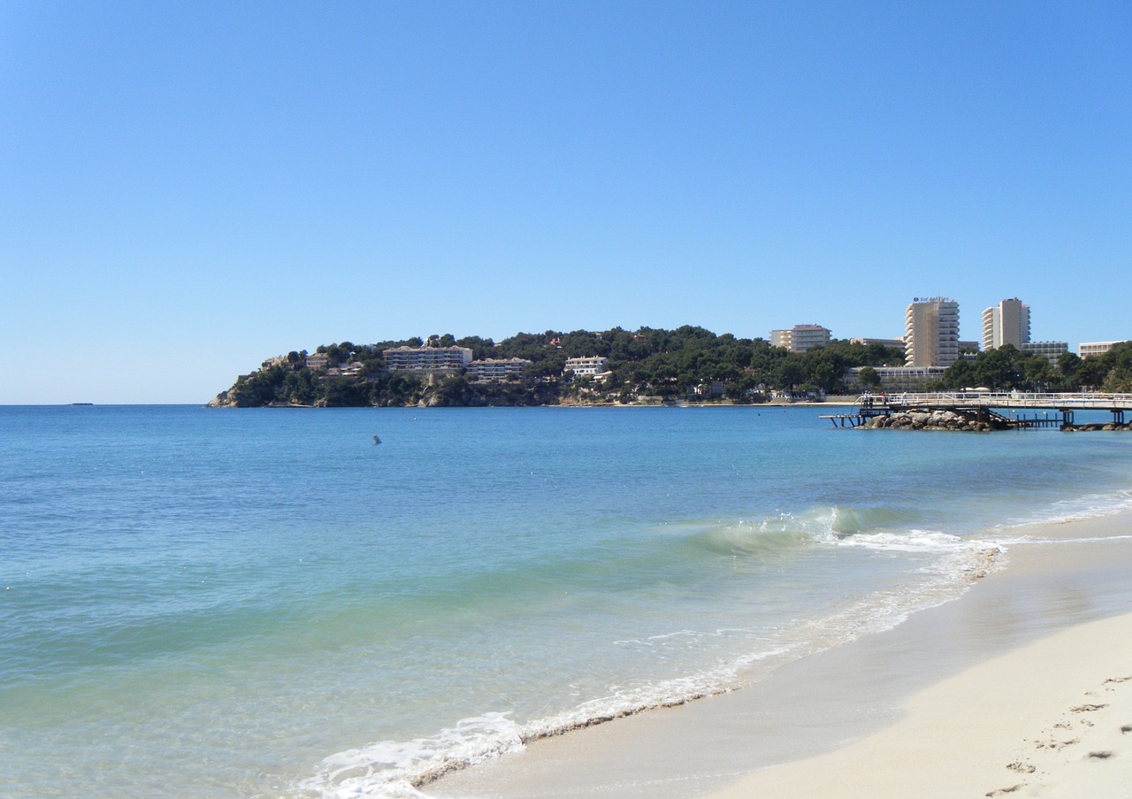 palm trees palma beach free photo