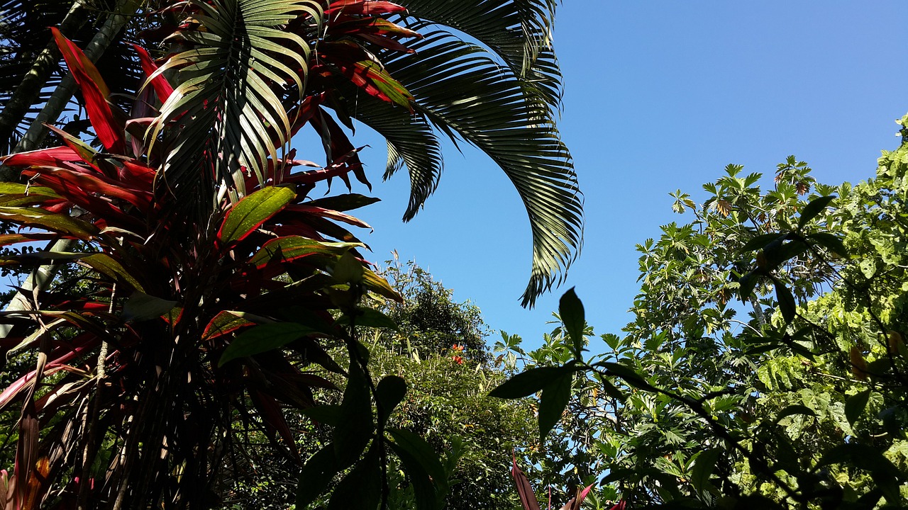 palm trees tree sky free photo