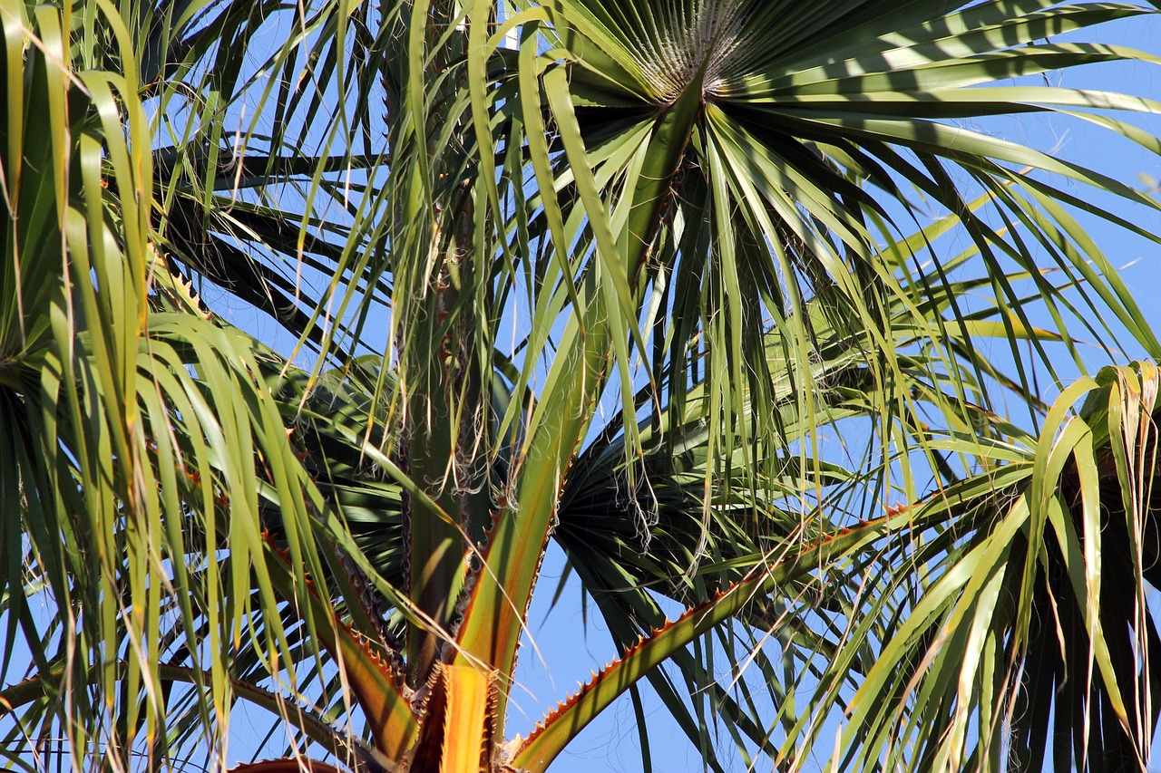 palm trees palm leaves nature free photo