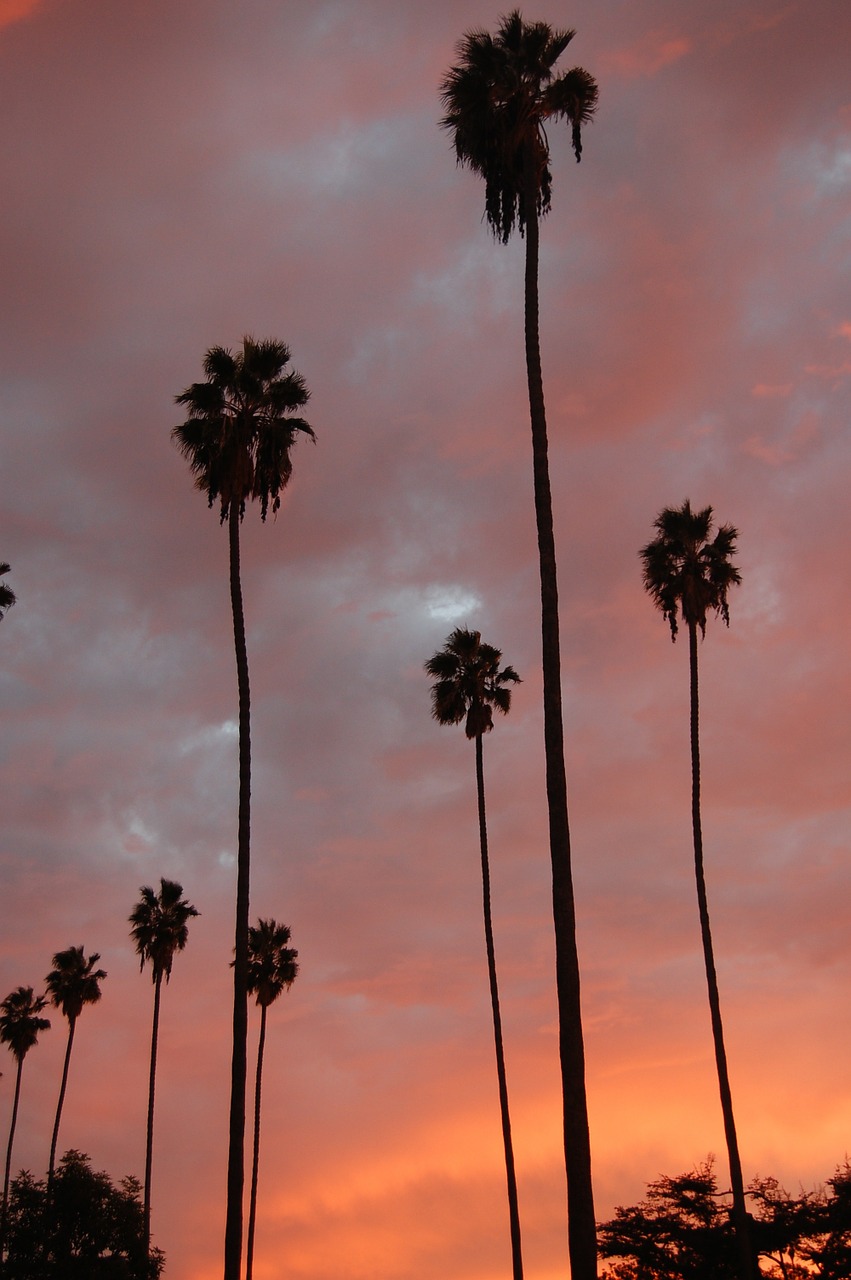 palm trees palms sunset free photo