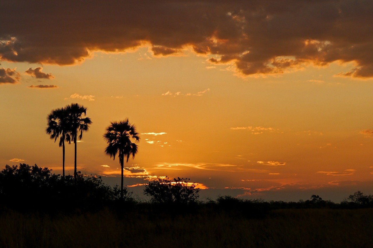 palm trees sunset safari free photo