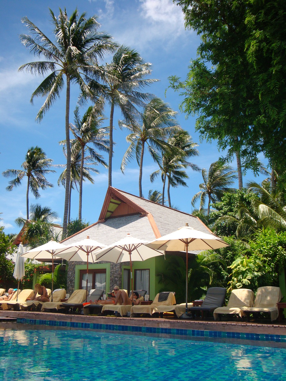 palm trees pool water free photo